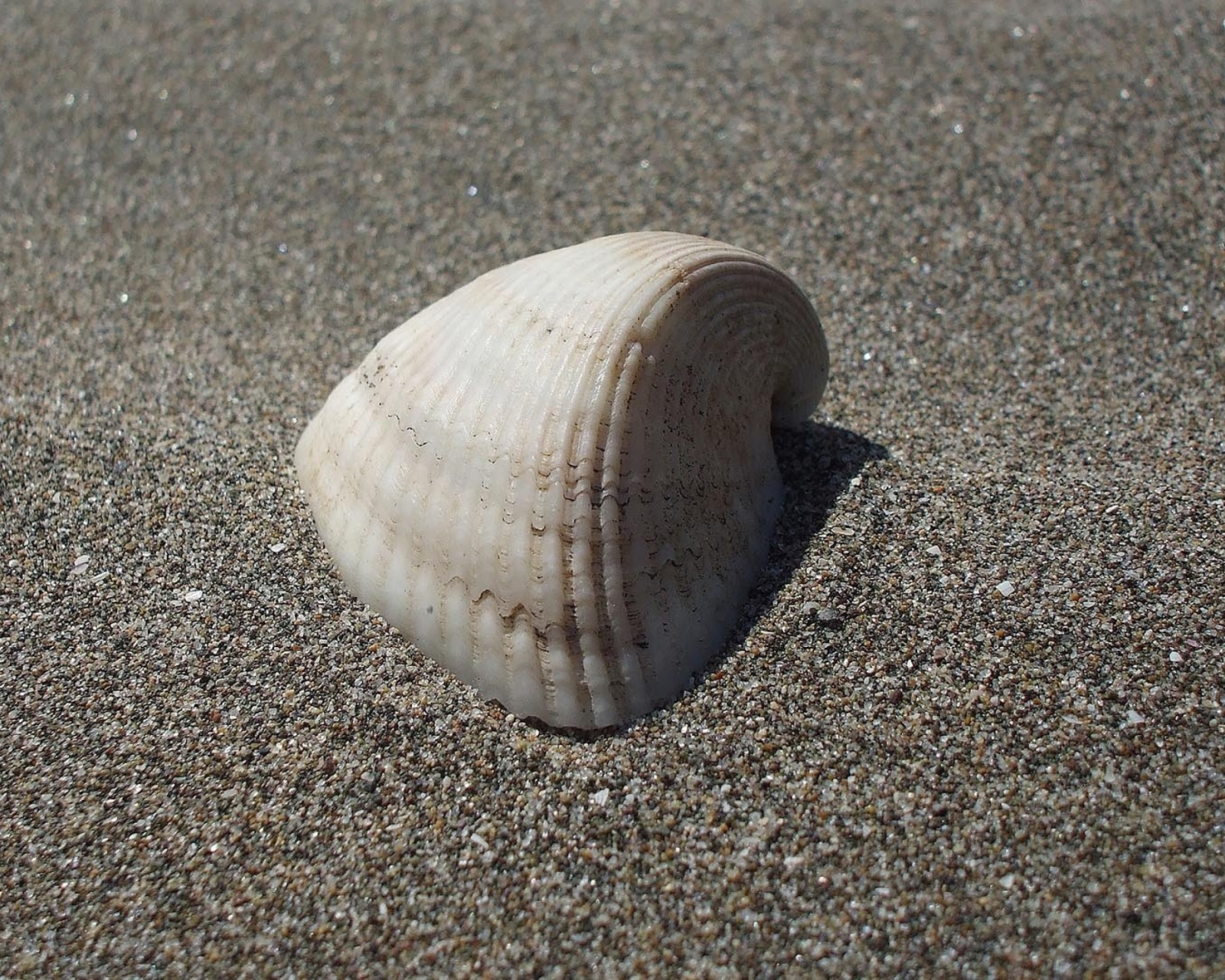 Das Seashell And Sand Wallpaper 1600x1280