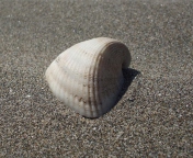 Seashell And Sand wallpaper 176x144