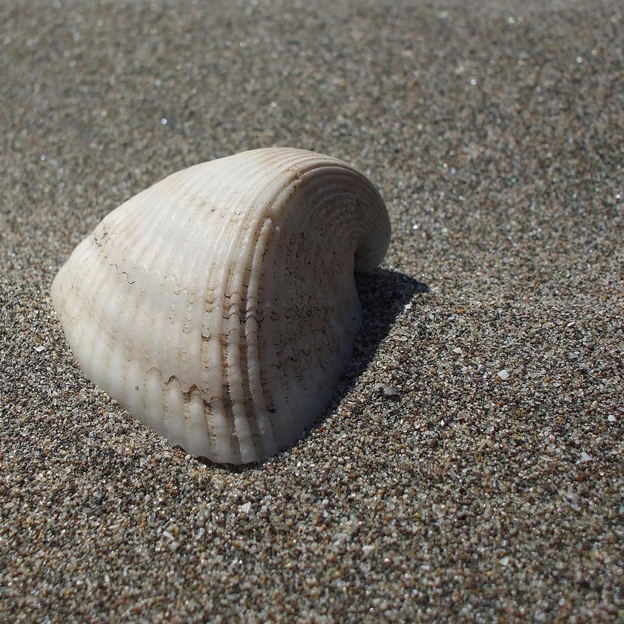 Sfondi Seashell And Sand 2048x2048