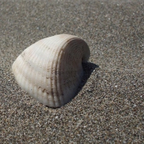 Sfondi Seashell And Sand 208x208