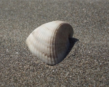 Seashell And Sand wallpaper 220x176