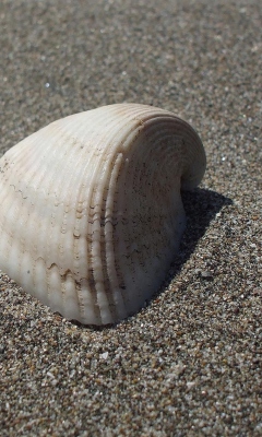 Обои Seashell And Sand 240x400