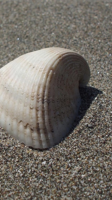 Обои Seashell And Sand 360x640