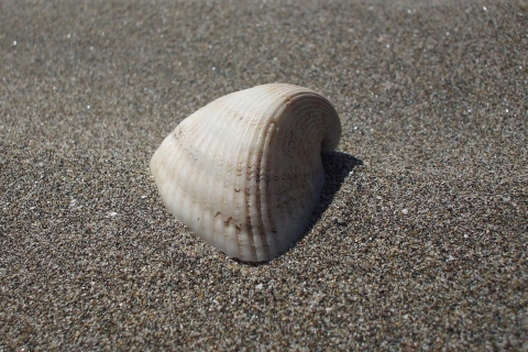 Fondo de pantalla Seashell And Sand 480x320