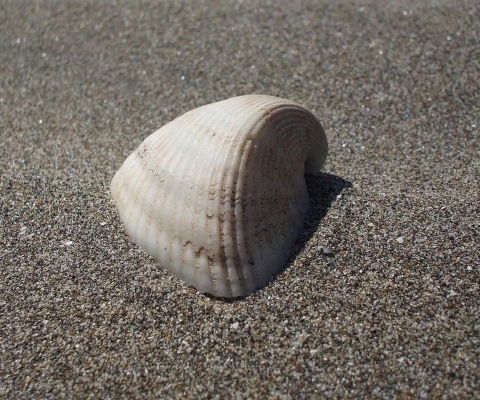 Das Seashell And Sand Wallpaper 480x400