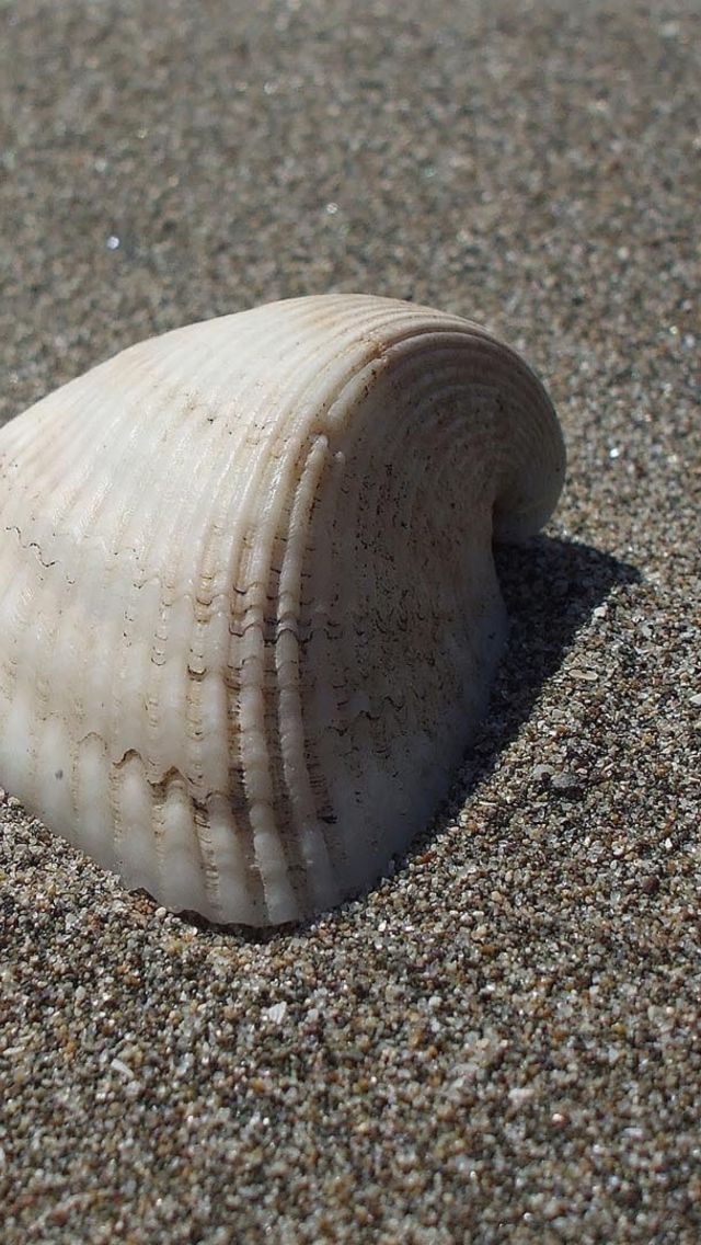 Seashell And Sand wallpaper 640x1136