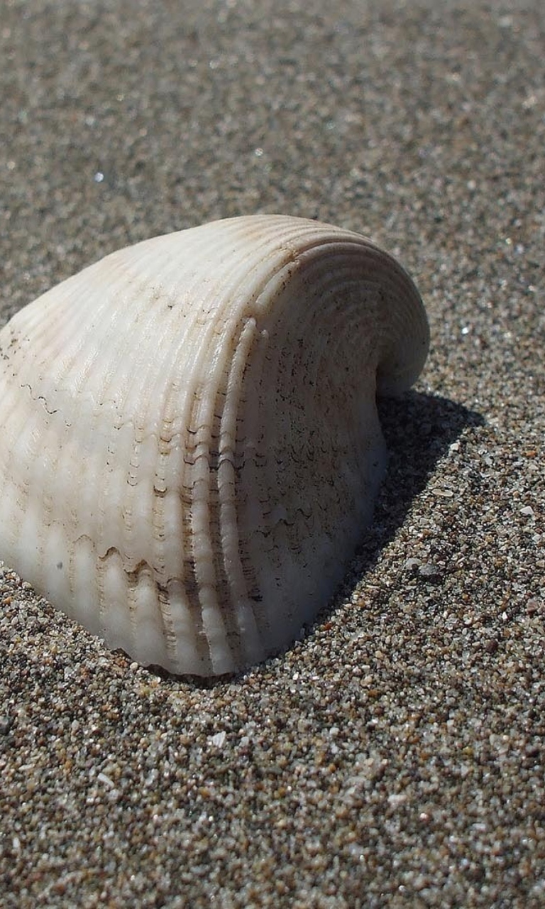 Seashell And Sand wallpaper 768x1280