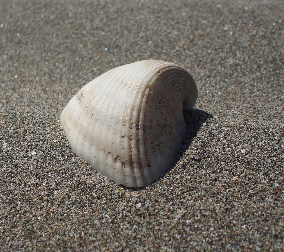 Sfondi Seashell And Sand 960x854