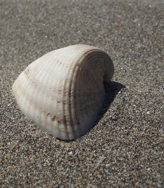 Seashell And Sand - Obrázkek zdarma pro 360x640