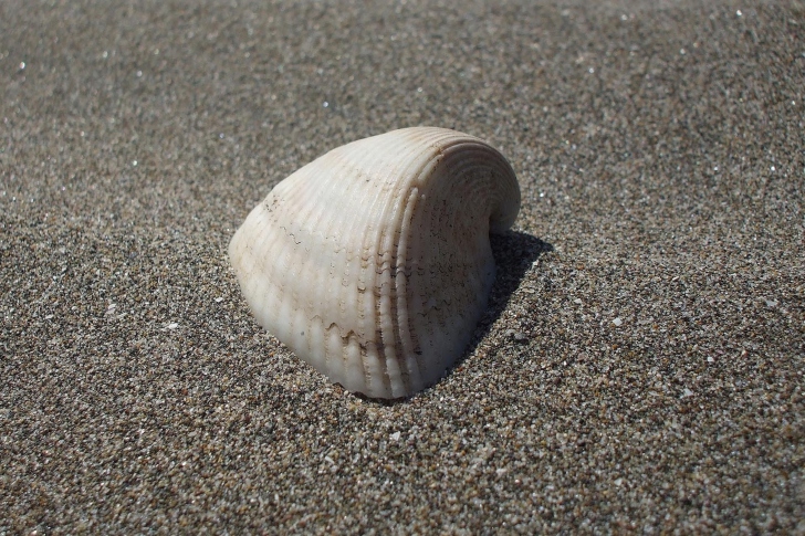 Seashell And Sand wallpaper