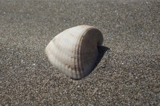 Seashell And Sand - Obrázkek zdarma 