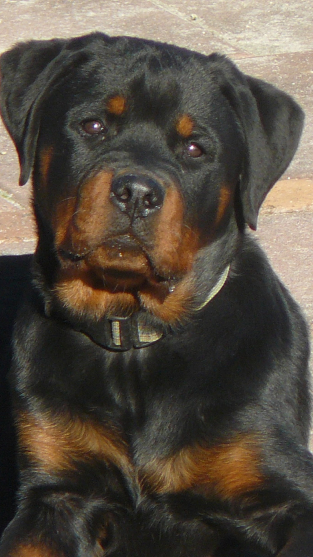 Sfondi Rottweilers 1080x1920