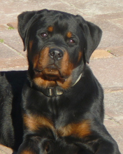 Rottweilers wallpaper 176x220