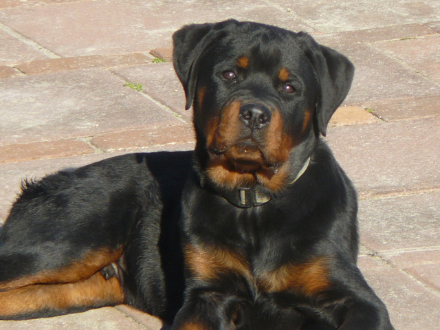 Rottweilers screenshot #1 640x480