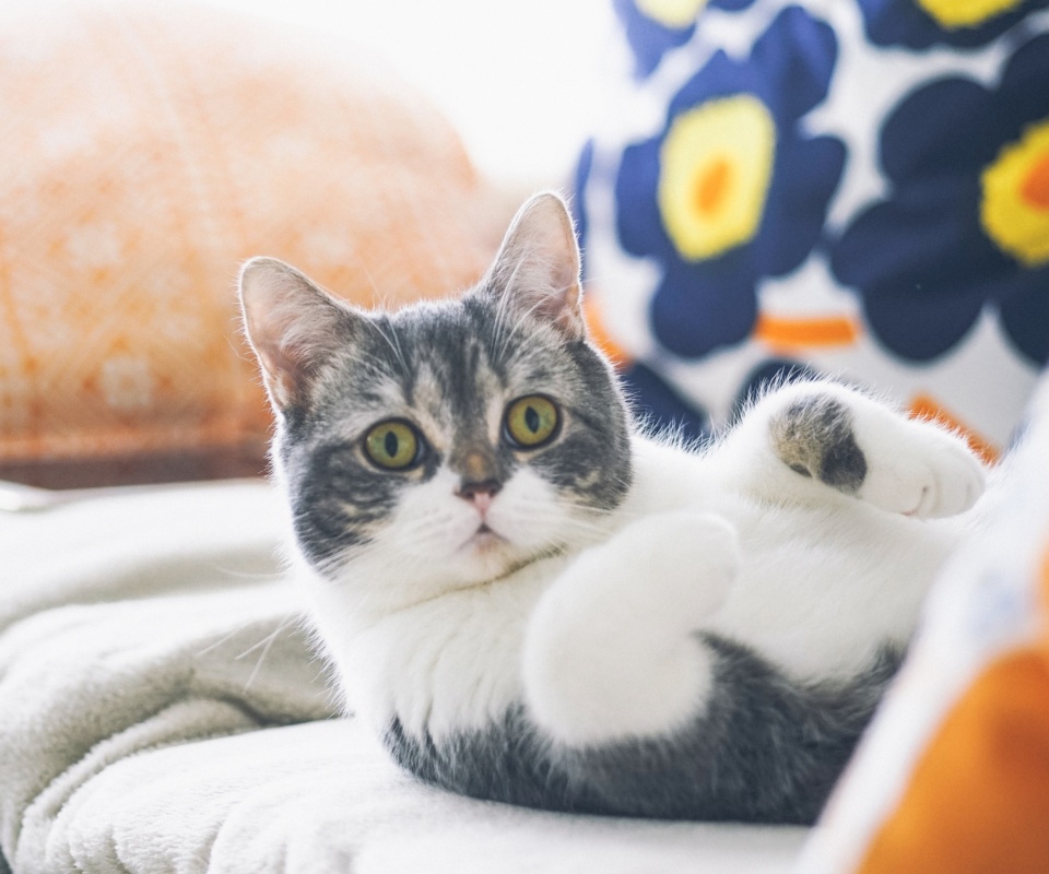 Cat on Sofa screenshot #1 960x800