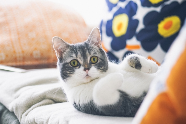 Cat on Sofa wallpaper