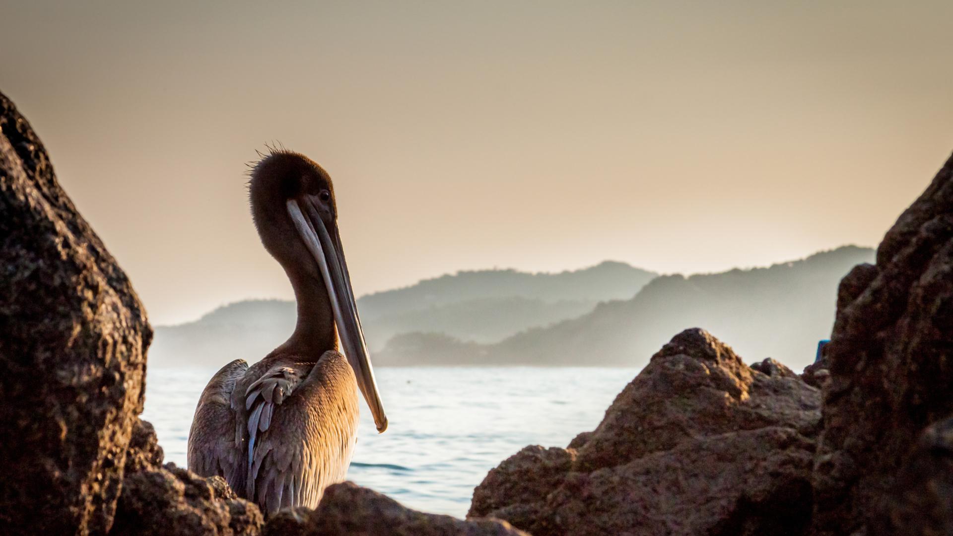 Das Pelican Wallpaper 1920x1080