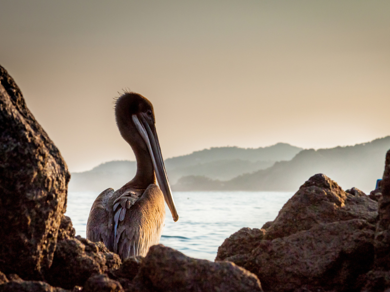 Pelican wallpaper 800x600