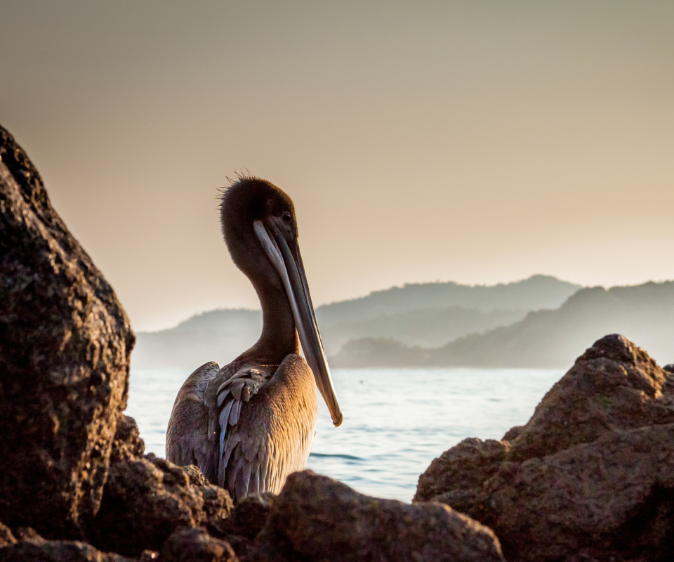 Pelican wallpaper 960x800