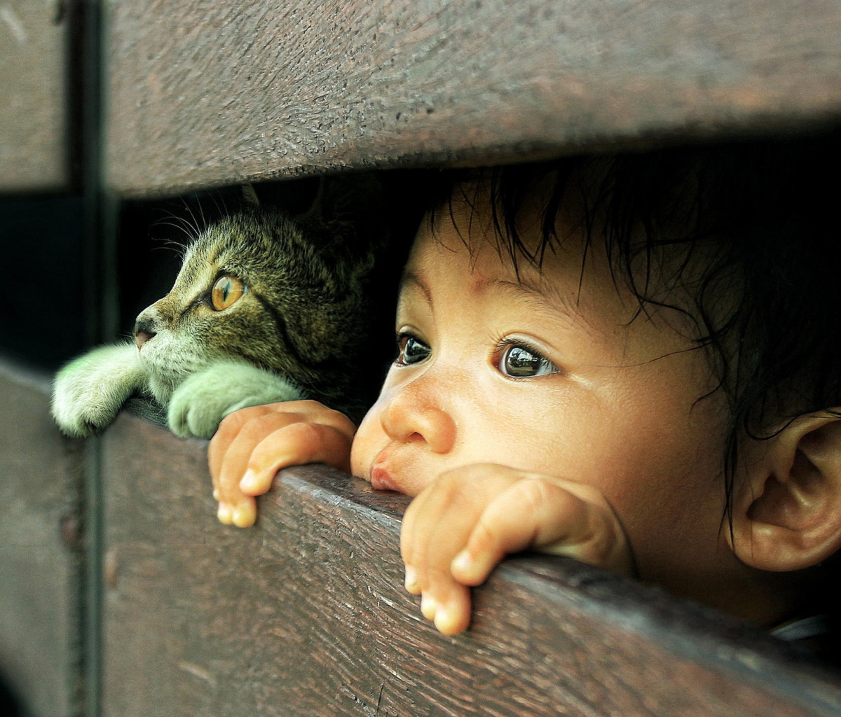 Baby Boy And His Friend Little Kitten wallpaper 1200x1024