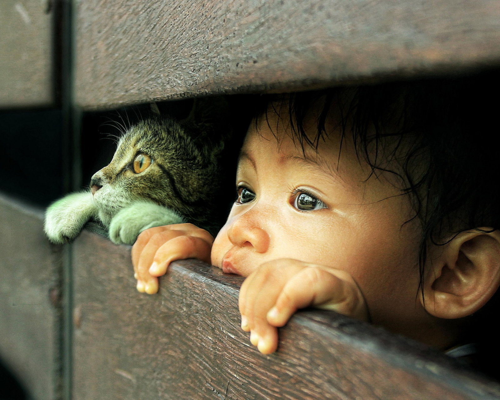 Обои Baby Boy And His Friend Little Kitten 1600x1280