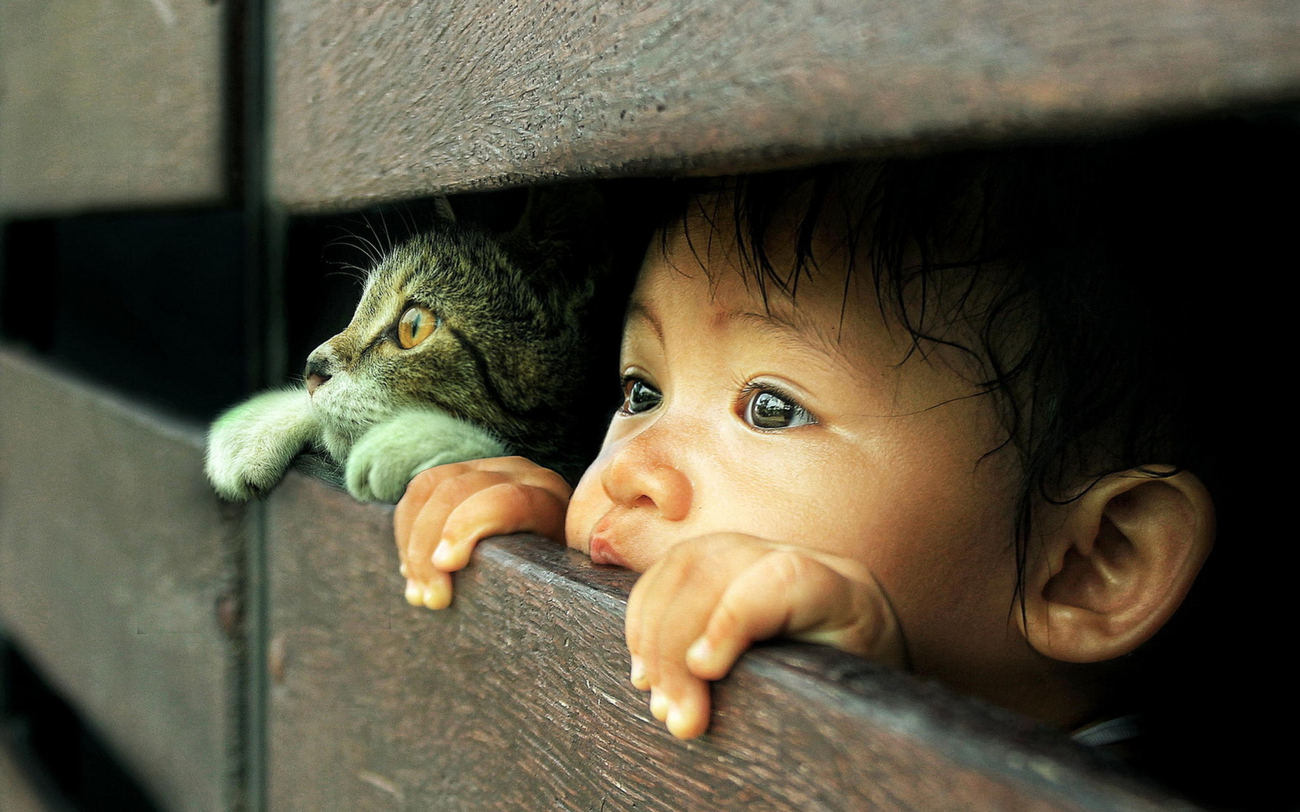 Baby Boy And His Friend Little Kitten wallpaper 2560x1600