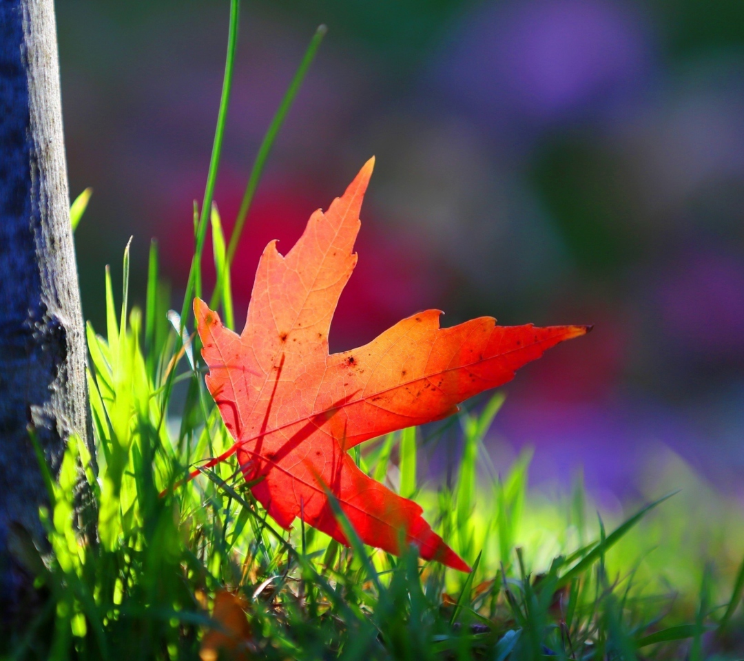 Обои Red Leaf Green Grass Macro 1080x960