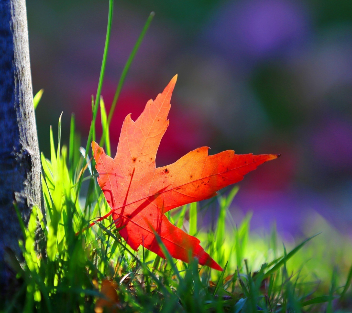 Sfondi Red Leaf Green Grass Macro 1440x1280