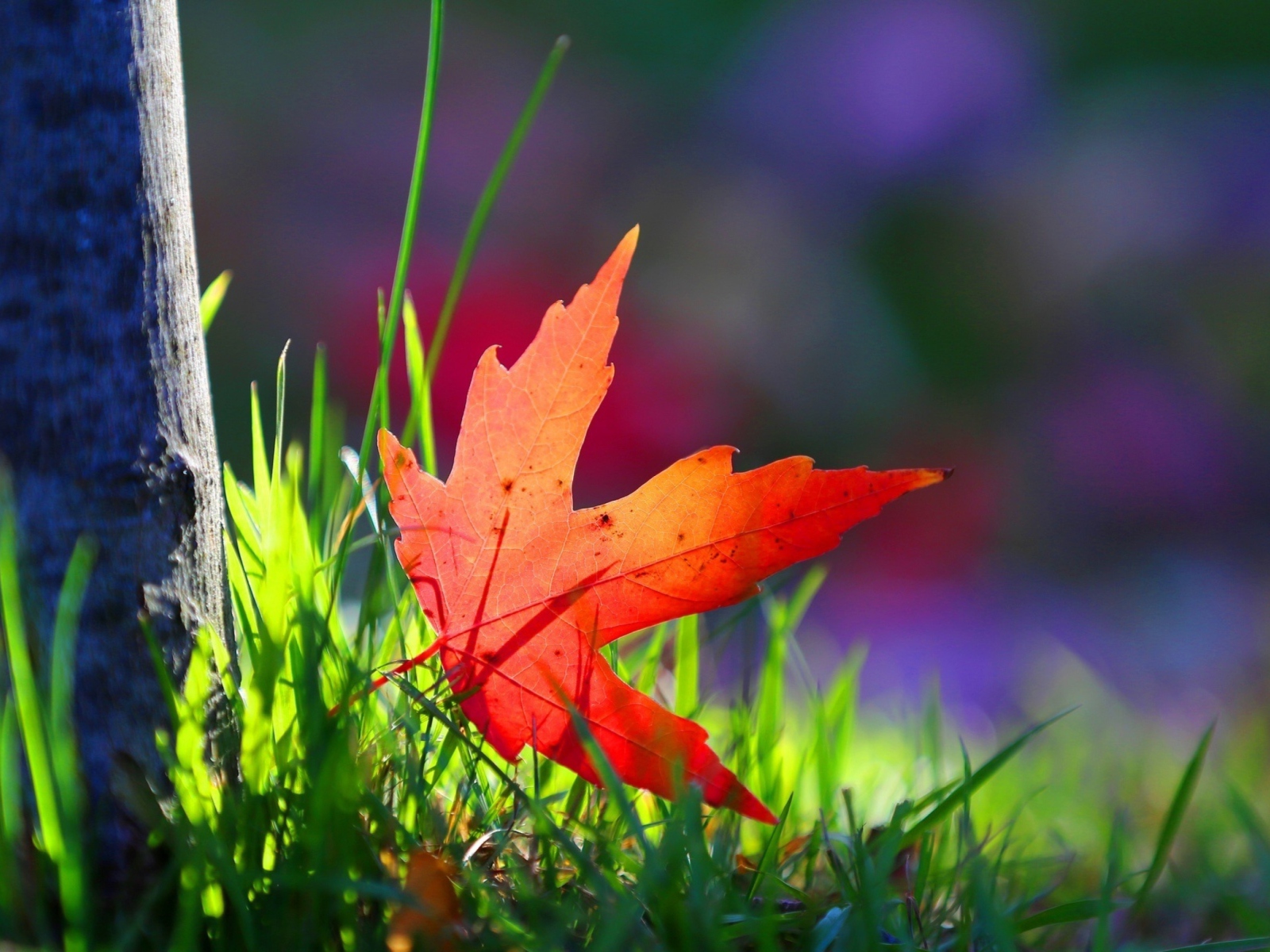 Обои Red Leaf Green Grass Macro 1600x1200