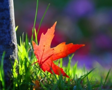 Red Leaf Green Grass Macro screenshot #1 220x176