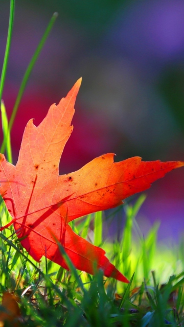 Fondo de pantalla Red Leaf Green Grass Macro 360x640