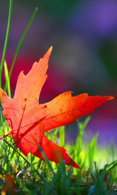 Sfondi Red Leaf Green Grass Macro 480x800