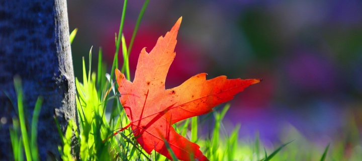 Red Leaf Green Grass Macro wallpaper 720x320