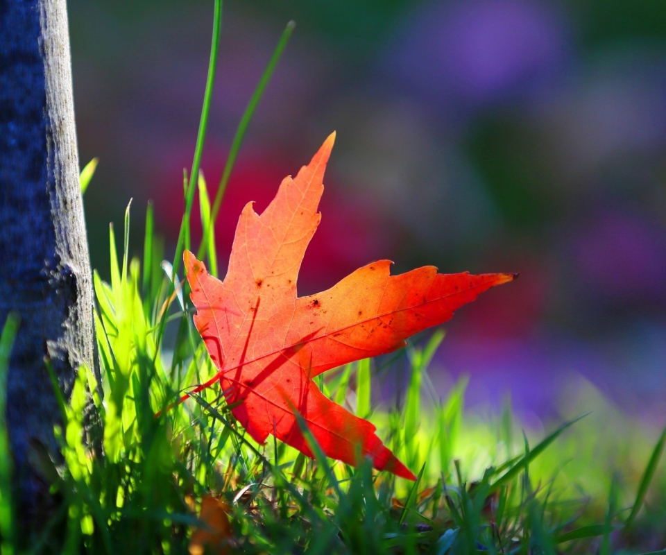 Red Leaf Green Grass Macro screenshot #1 960x800