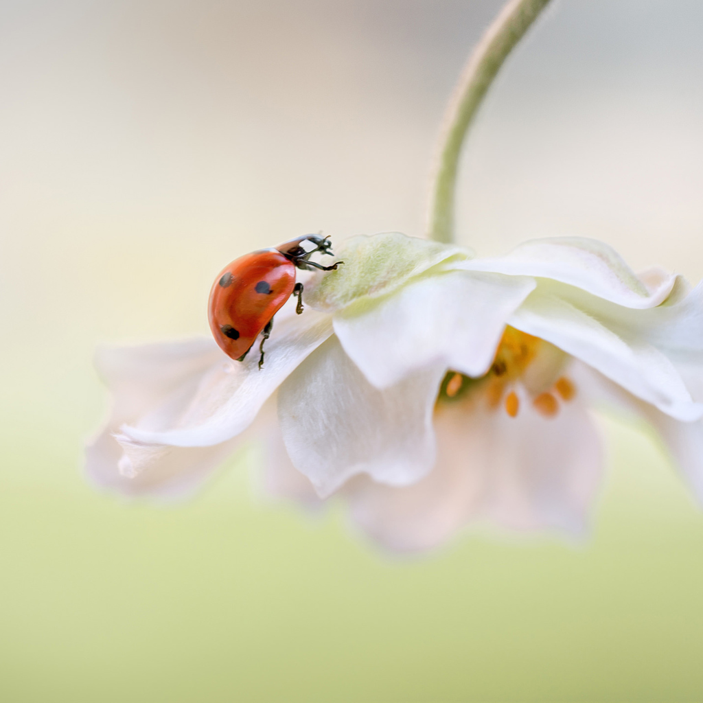 Red Ladybug On White Flower wallpaper 1024x1024