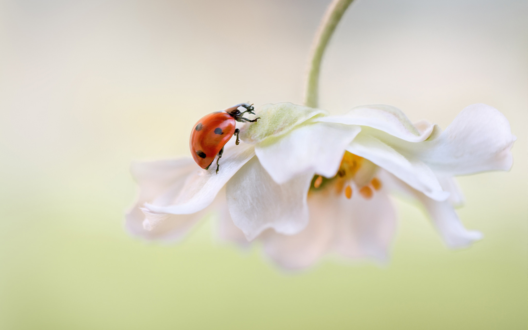 Screenshot №1 pro téma Red Ladybug On White Flower 1680x1050