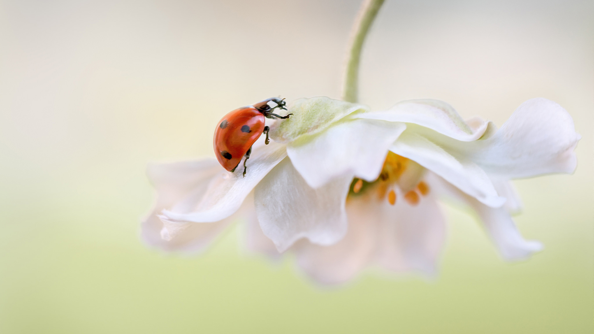 Sfondi Red Ladybug On White Flower 1920x1080