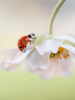 Das Red Ladybug On White Flower Wallpaper 240x320