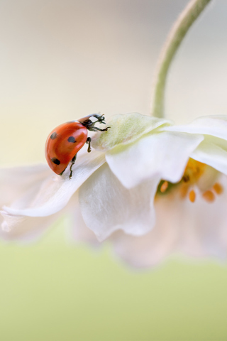 Обои Red Ladybug On White Flower 320x480