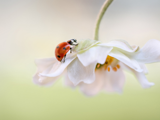 Fondo de pantalla Red Ladybug On White Flower 640x480