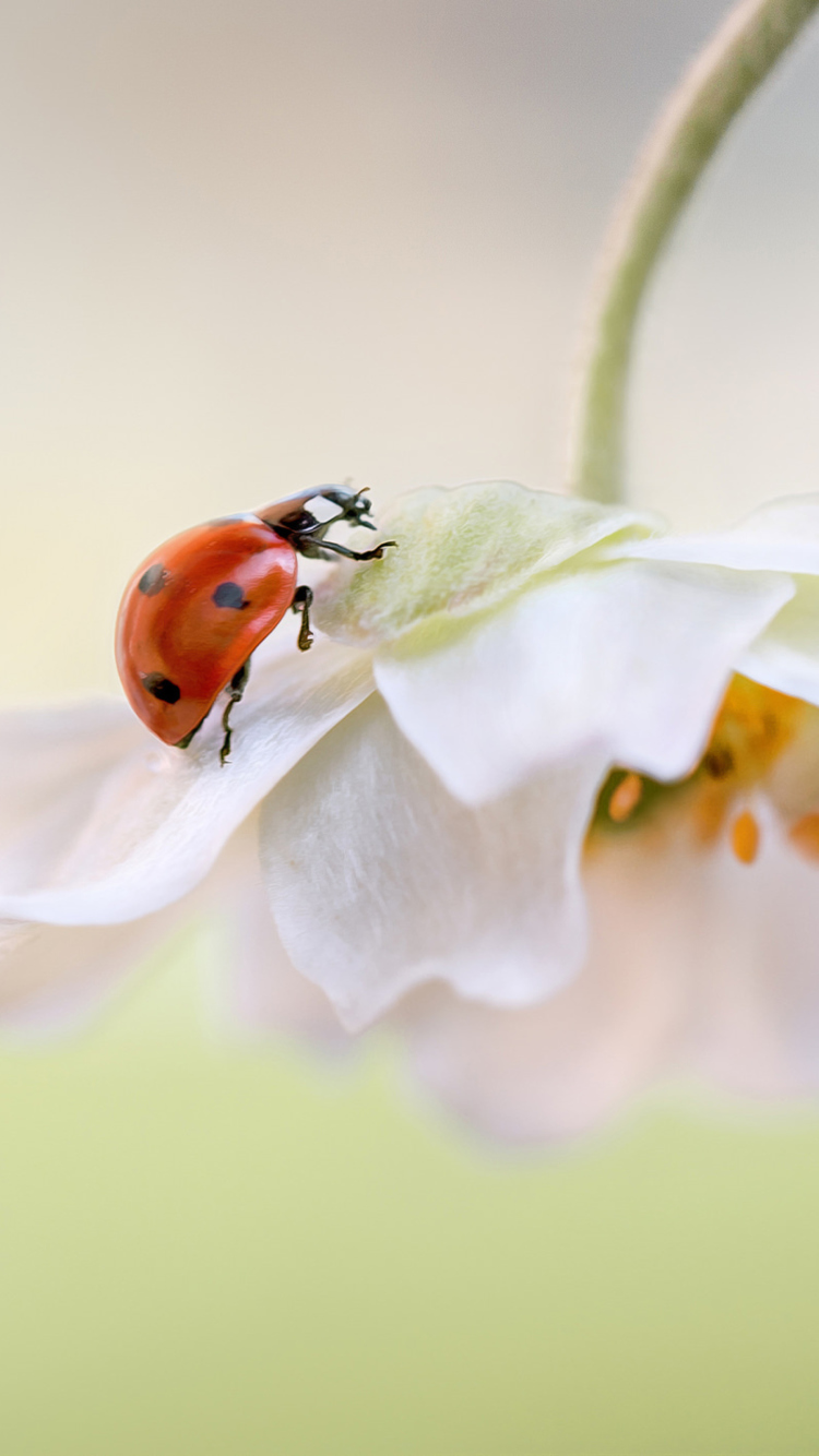 Red Ladybug On White Flower wallpaper 750x1334