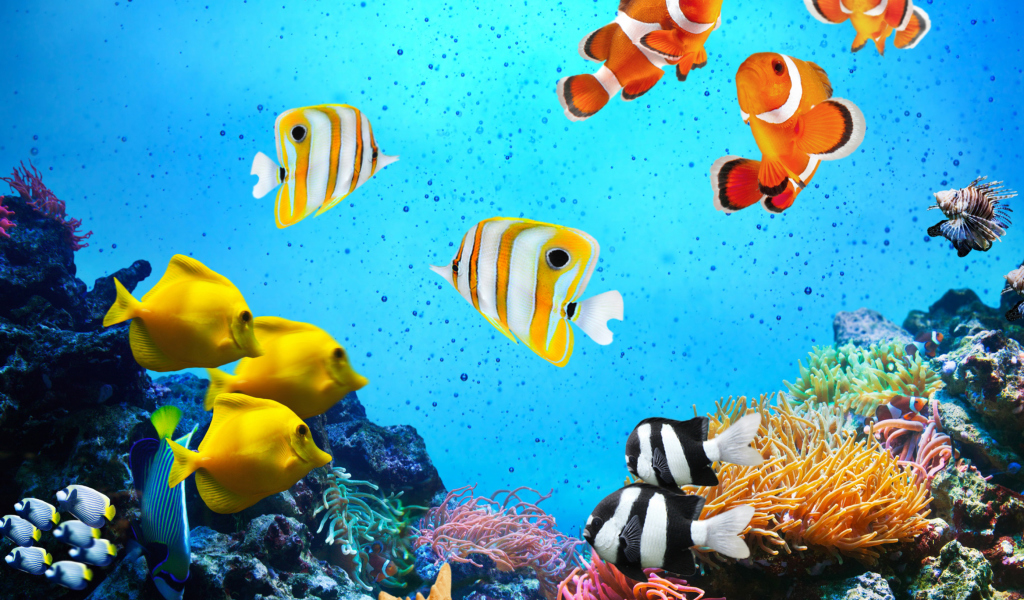 Fondo de pantalla Tropical Fishes 1024x600