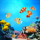 Tropical Fishes wallpaper 128x128