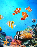 Fondo de pantalla Tropical Fishes 128x160