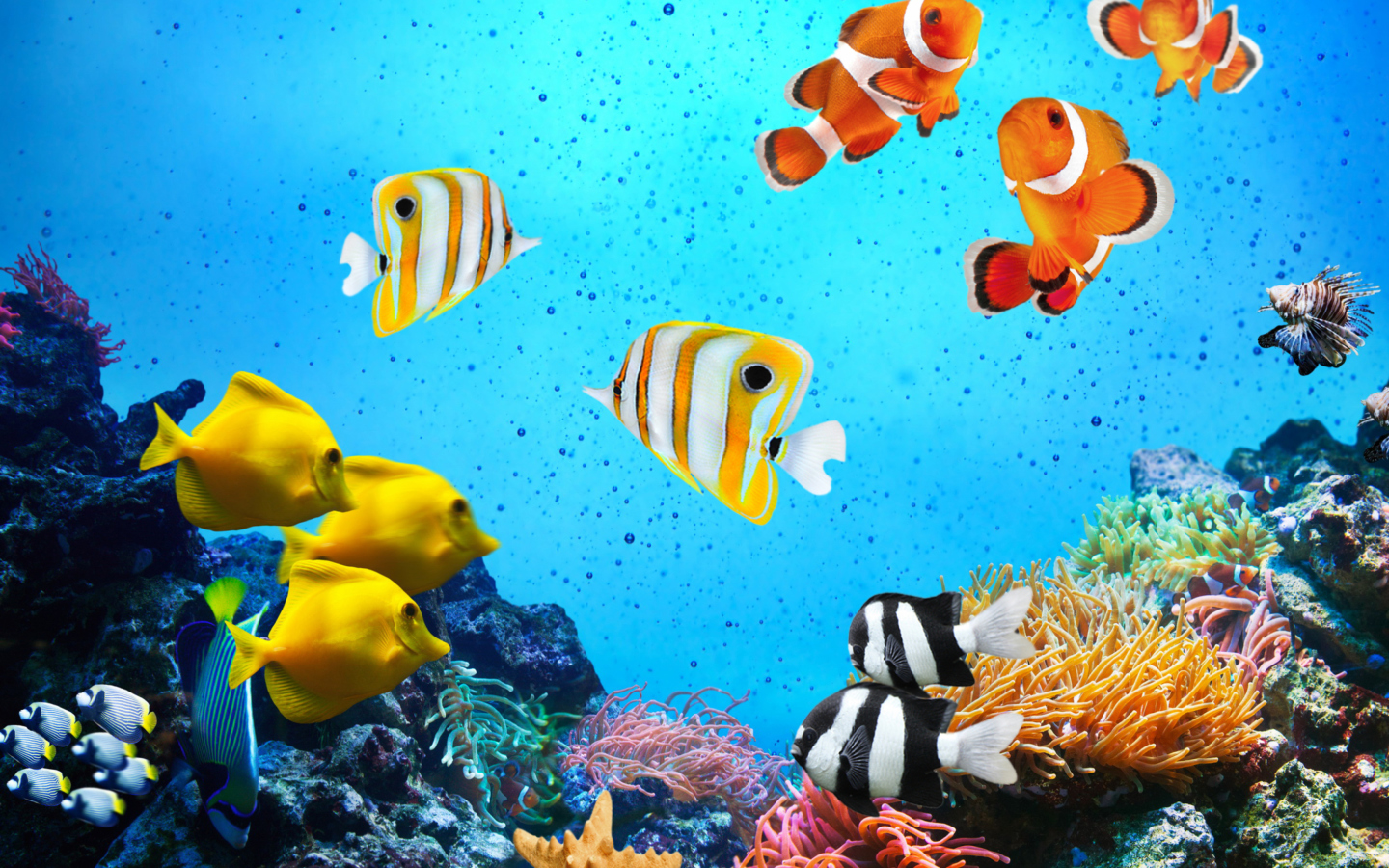Das Tropical Fishes Wallpaper 1440x900