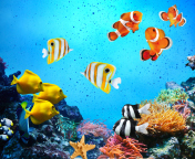 Fondo de pantalla Tropical Fishes 176x144