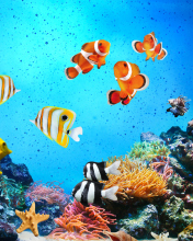 Tropical Fishes wallpaper 176x220