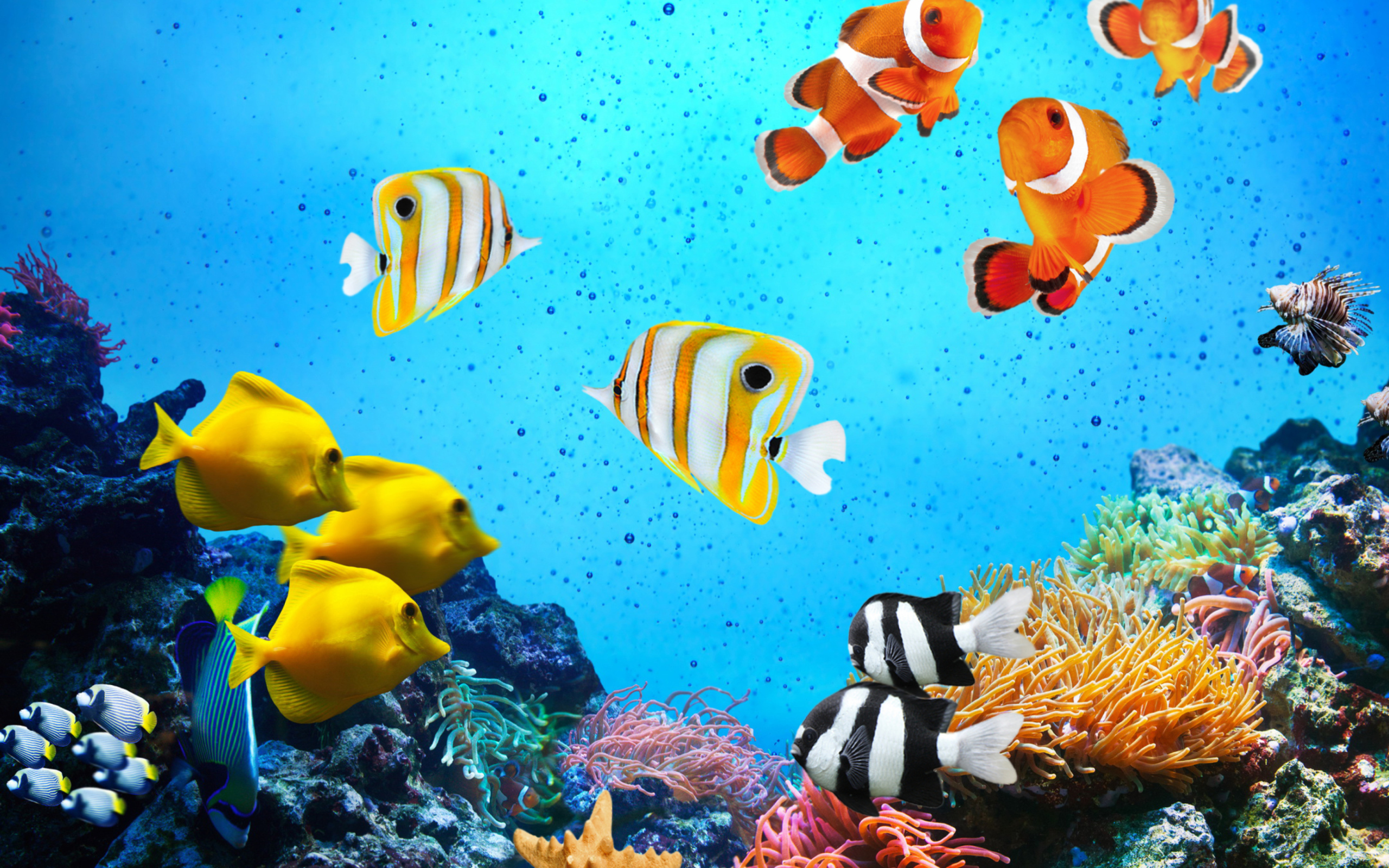 Fondo de pantalla Tropical Fishes 2560x1600