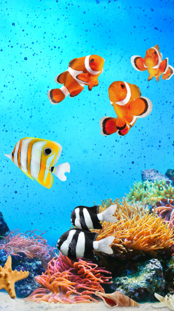 Das Tropical Fishes Wallpaper 360x640