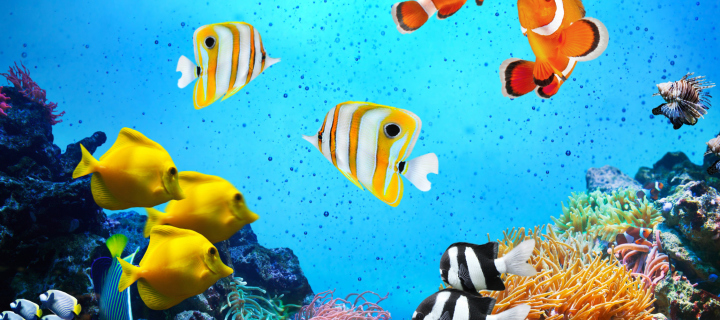 Tropical Fishes wallpaper 720x320